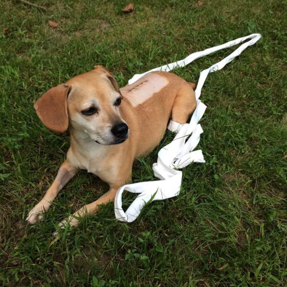 Peanut needs your help! Please offer like & share! - Picture 1 of 8